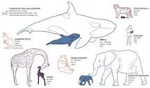 Duración del Embarazo de los Elefantes - 3 - febrero 11, 2023
