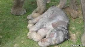 cuánto dura un embarazo de un elefante
