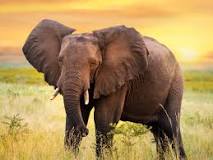 cuanto dura embarazo elefante