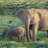 ¿Cuántos años dura el embarazo de un elefante?