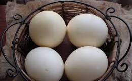 ¿Cuántos huevos pone un avestruz por día?