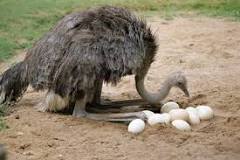 ¿Cuántos huevos pone el avestruz al año?
