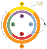 ¿Qué es el ciclo celular y por qué es tan importante?