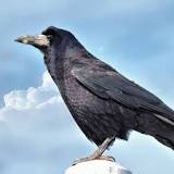 ¿Cuánto cuesta un cuervo negro?