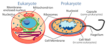 ¿Pluricelularidad en Organismos Procariotas? - 3 - febrero 23, 2023