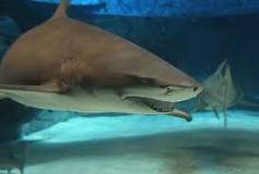 ¿Qué tipo de animal es el tiburón según su alimentación?
