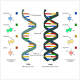 ¿Cuáles son las partes de la cadena de ADN?