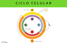 esquema del ciclo celular