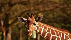 cuanto mide la lengua de una jirafa