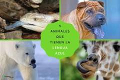 ¿Cuál es el animal que tiene la lengua azul?