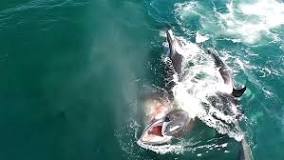 ¿Por qué las orcas se comen el higado del tiburón?