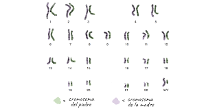 ¿Qué son los cromosomas homólogos?