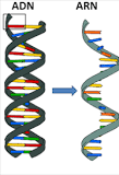 ¿Qué es el ADN y el ARN resumen?