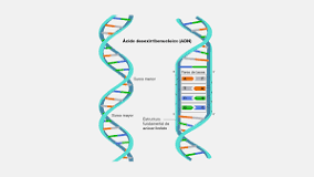¿Cómo es la estructura de ADN y ARN?