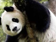 ¿Qué animal es el maestro de Kung Fu Panda?