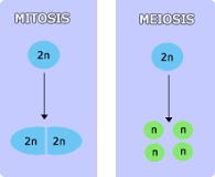 Mitosis: Duplicación de 6 Cromosomas. - 3 - febrero 23, 2023