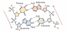 mapa conceptual de los acidos nucleicos