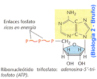 diferencia entre nucleótido y nucleósido