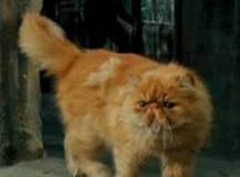 ¡El Gato de Hermione Revelado! - 3 - febrero 18, 2023