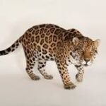 El jaguar: El tope de la Cadena Alimentaria