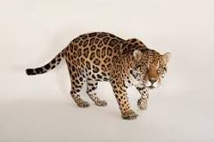 El jaguar: El tope de la Cadena Alimentaria - 3 - febrero 11, 2023
