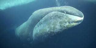 ¿Qué ballena vive 200 años?
