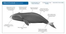 ¿Qué ballena vive 200 años?