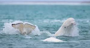 ¿Cuántos años vive la ballena blanca?