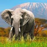 ¿Elefantes: Carnívoros o Herbívoros? - 3 - febrero 11, 2023