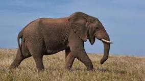 ¿Qué come el elefante herbívoro?