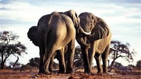 ¿Qué animal es el elefante herbívoro?
