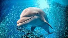 ¿Qué recurso necesita el delfín para sobrevivir?