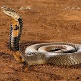 ¿Cómo se le llama a un encantador de serpientes?