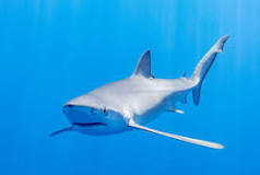 ¿Qué tipo de animal es el tiburón según su alimentación?