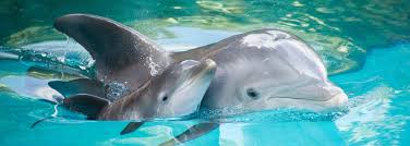 ¿Qué Sabes Sobre los Delfines? - 39 - febrero 11, 2023