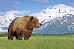 La Flora Única de Alaska - 3 - febrero 11, 2023