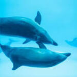 Comunicación delfínica: Ondas Sonoras