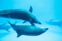 Comunicación delfínica: Ondas Sonoras - 11 - febrero 11, 2023