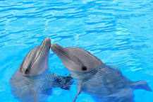 ¿Cómo se comunican los delfines para niños?