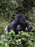 ¿Cuánto pesa y mide un gorila?
