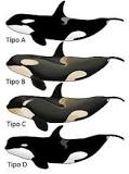 cuanto mide una orca