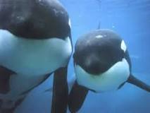 las orcas son mamiferos
