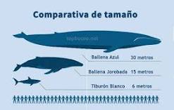 ¿Quién es más grande la orca o la ballena?