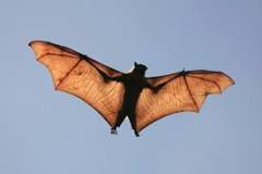 es correcto culpar a los murciélagos de la pandemia actual