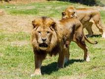 ¿Cuáles son las debilidades de los leones?