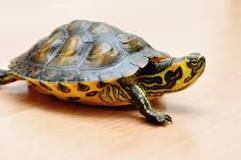 ¿Qué recursos necesita para vivir una tortuga?