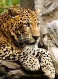 ¿Qué recursos necesita para vivir el leopardo?
