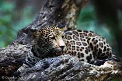 ¿Que se está haciendo para proteger al jaguar?