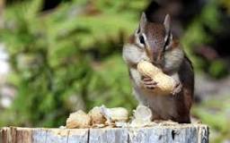 Nut-Cracking Squirrels - 33 - febrero 11, 2023