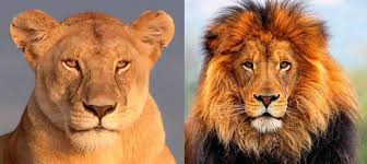 ¿Qué diferencia hay entre una leona y un león?